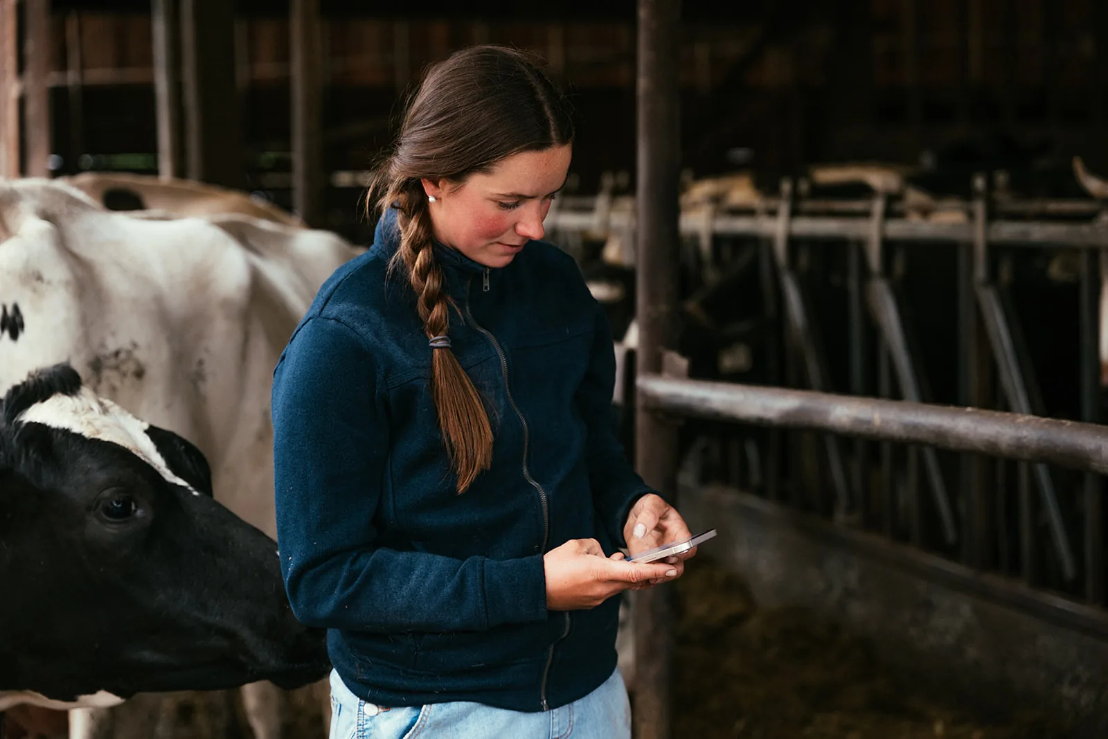 A farmer using a phone beside dairy cattle in a barn.