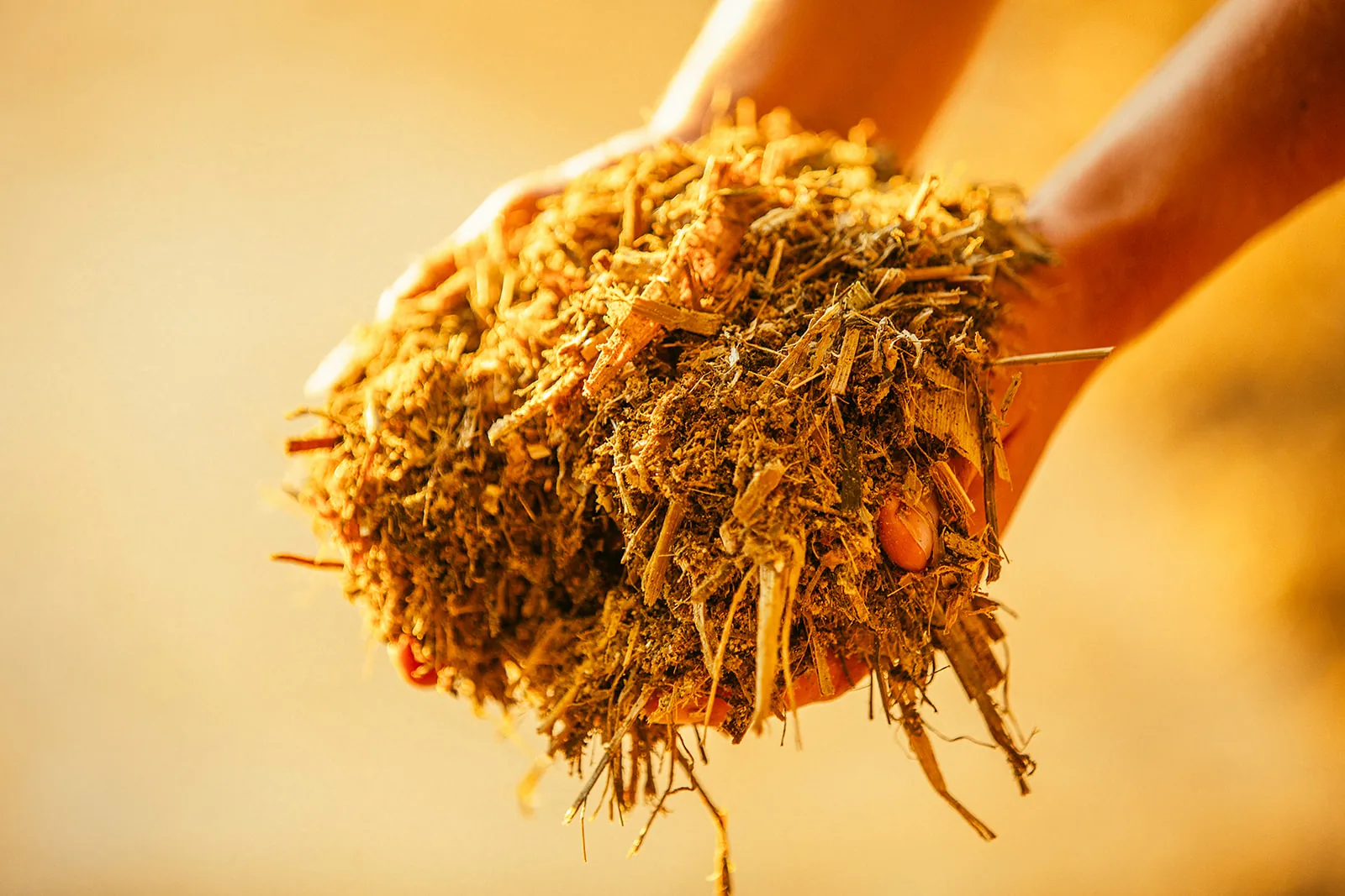 Hands holding cattle feed.