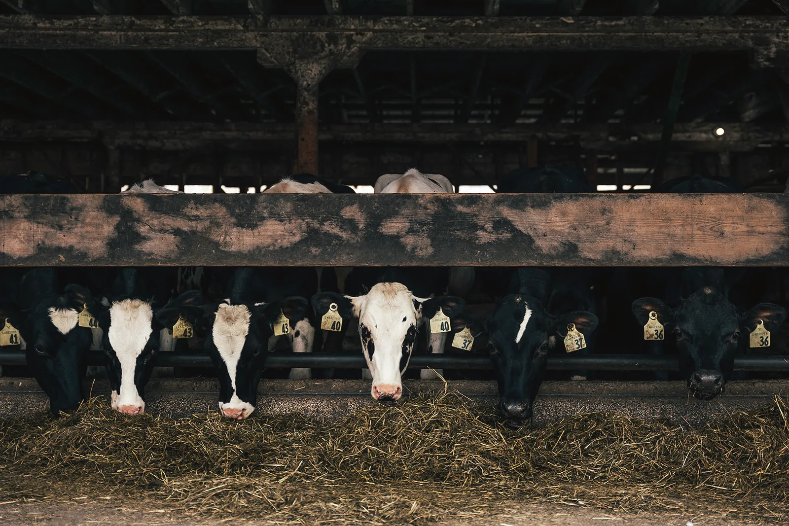 Holstein cows at the feed rail in a free-stall barn.